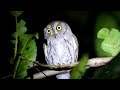 Oriental Scops Owl