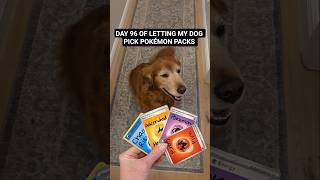 Day 96 Adding to the Master Set of Perfect Order #pokemon #pokemoncards #pokemontcg #dog