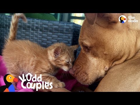 Dogs Who Love Other Animals | The Dodo Odd Couples