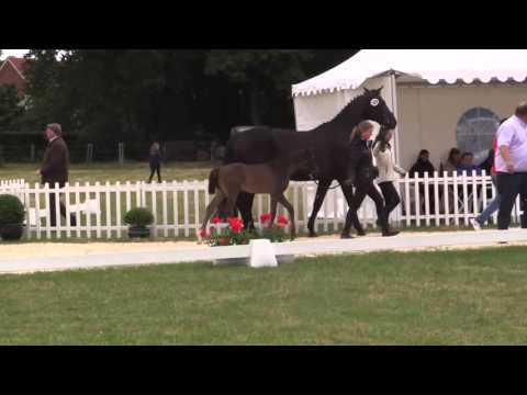Hengst von Diatano Riccione Stuten  und Fohlenschau Wettringen  19 06 2015  Warmblutfohlen   Ring 9