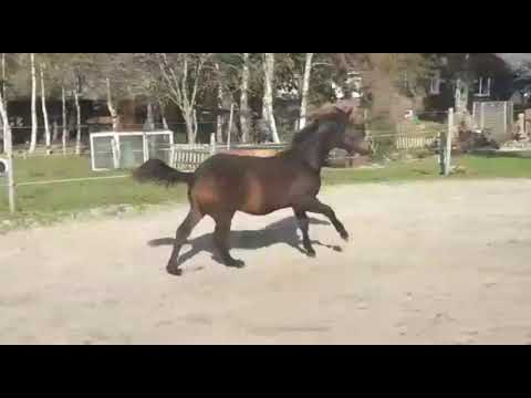 Stute 2019 Dantes jr x plaisir D'amour