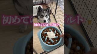 #犬 #犬のいる暮らし #可愛い #いぬ #癒し #いぬのいる生活 #子犬 #犬のいる生活 #いぬのいる暮らし #puppy #犬好き #犬との暮らし #いぬすたぐらむ #いぬのきもち #サモスキー