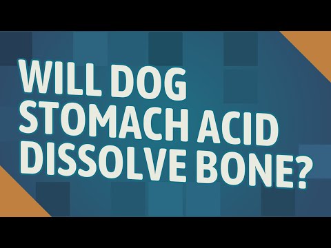 YouTube video about: Can dog stomach acid dissolve wood?