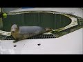 Seals imitate human speech