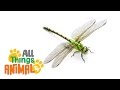 DRAGONFLY Animals For Kids All Things Animal TV