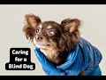 Senior Dog Issues Caring For A Blind Dog