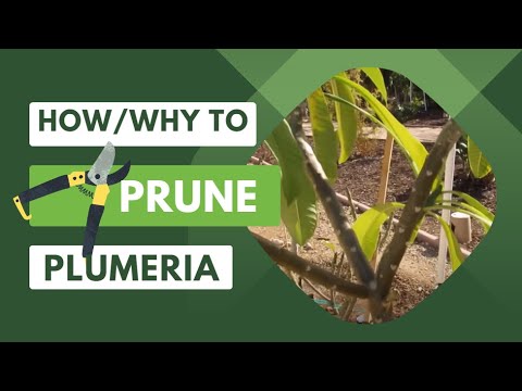 download lagu mp3 mp4 Pruning Frangipani Trees, download lagu Pruning Frangipani Trees gratis, unduh video klip Pruning Frangipani Trees