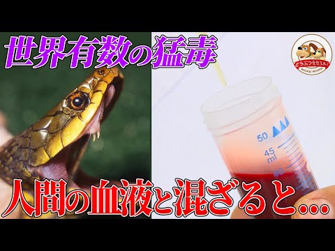 ブラジルで最も有毒なヘビ