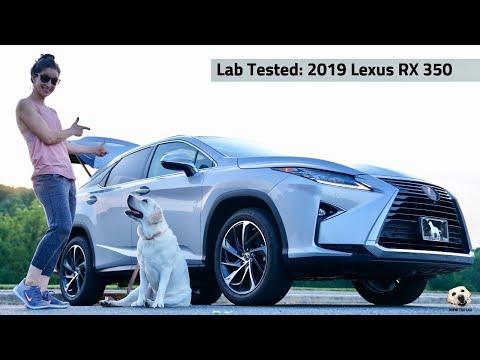 2019 Lexus RX 350 AWD: Andie the Lab Review!