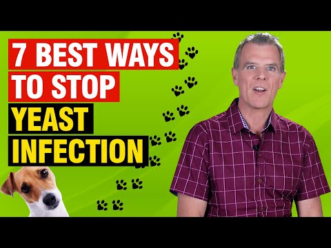 YouTube video about: Does yogurt help yeast infections in dogs?