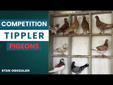 Wettbewerb fliegende Tippler-Tauben - [Stan Ogozalek]