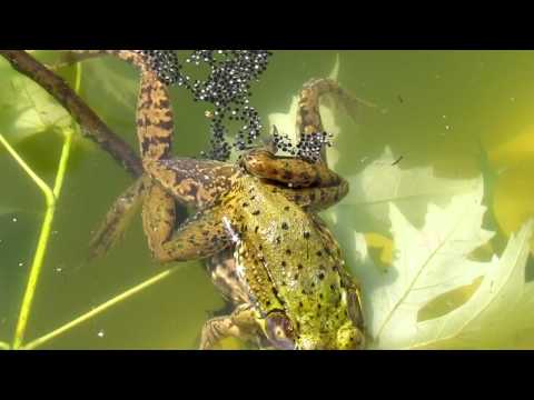 Frogs Fertilizing Eggs