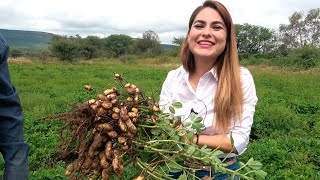 Barbechos de CACAHUATE en Zacatecas - ALMA Coronel