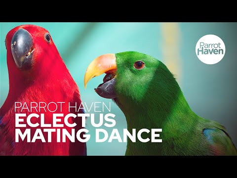 The Eclectus Parrot Mating Dance