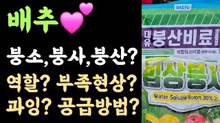 배추???? 붕소, 붕사, 붕산???? 역활? 부족현상? 과잉현상? 작물 공급방법?