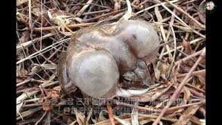 농촌은 지금 모내기가 한창, 옛 시절 듣던 개구리들의 단체 울음소리 언제 들어보셨나요?ㅣThe song of…