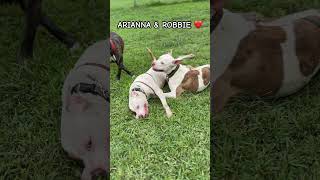 Video preview image #1 Mutt Puppy For Sale in Virginia Beach, VA, USA