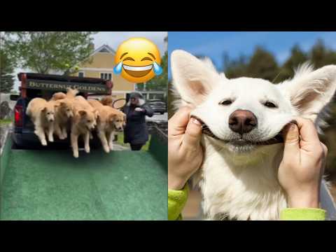 Les vidéos de chiens les plus drôles de tous les temps, essayez de ne pas rire !
