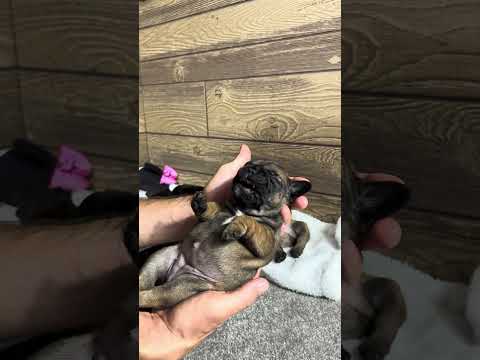 Video 4