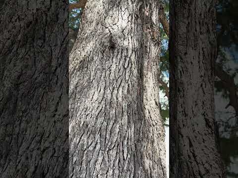 See Kobe U - 大樹 / Big tree