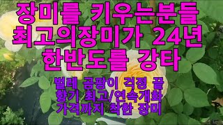 24년9월8일)  장미키우는분들 꼭 보세요  (강하고 향기좋고 예쁜꽃이계속피고 가격도 착한 티에랑장미 )