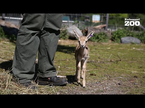 Persian gazelle fawn Leonardo exploring the enclosure