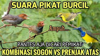 Download lagu Suara pikat sogon vs prenjak atas paling dicari pemikat karna terbukti ampuh#pikatburung mp3 Download lagu Suara pikat sogon vs prenjak atas paling dicari pemikat karna terbukti ampuh#pikatburung mp3