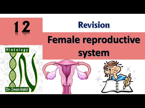 Revision Female genital system-Histology
