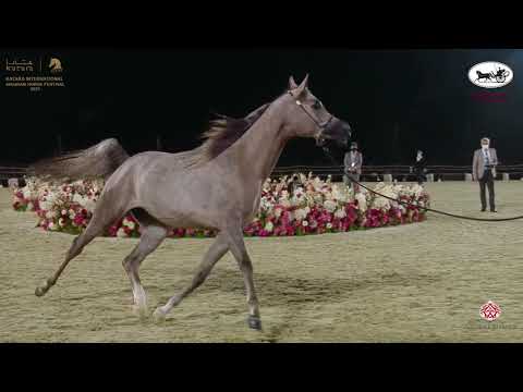 N 114 RK NAJD SHAZIN   Katara International Arabian Horse Festival   Mares 4 6 Years Old Class 7A
