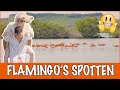 Curaçao #7 - Waarom is een flamingo roze? | DierenpraatTV