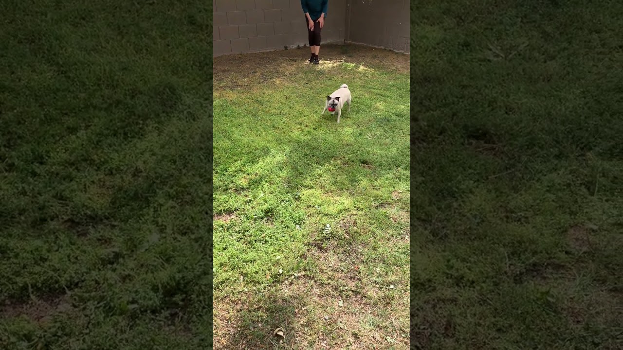 Enlarge Chloe, a Adoptable Pug in Scottsdale, AZ video 6/6