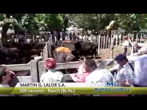 DelSector.com (MARTIN G. LALOR S.A.- 500 vacunos - Rauch (Bs As))