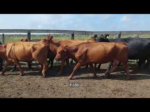 Lote 33 Vacas de invernar en Herrera, Entre Ríos