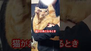 it's a cat.猫です！予想外の行動する猫。#保護猫 #shortvideo #茶トラ #ねこのいる生活 #猫のいる暮らし #cute #kitten