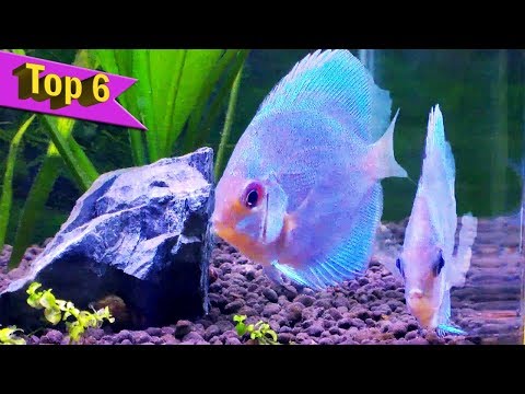 Top 6 Facts and Care guide of Blue Diamond Discus Fish
