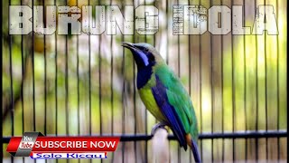 Download lagu cucak cungkok full tembakan panjang tanpa jeda mp3 Download lagu cucak cungkok full tembakan panjang tanpa jeda mp3