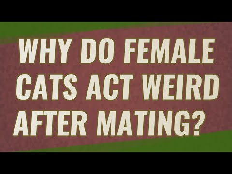 Why do female cats act weird after mating?