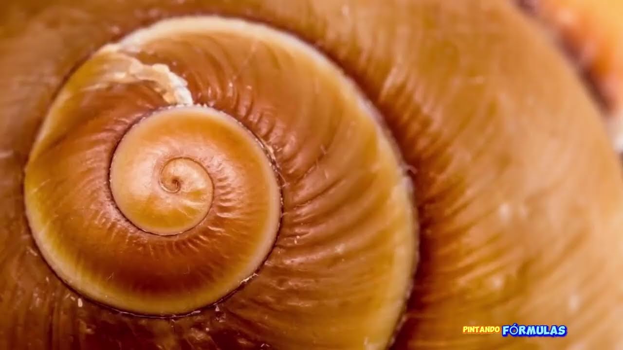 SEQUÊNCIA DE FIBONACCI