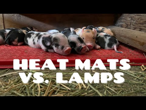 Heat mats vs lamps for our Kunekune pigs
