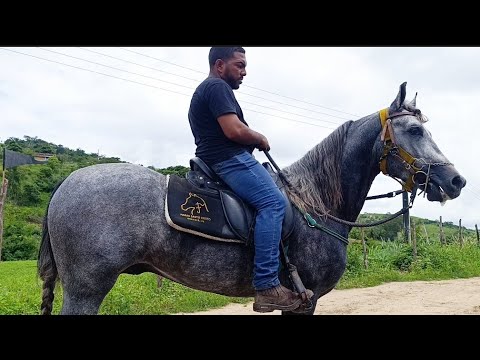 Top 7 Melhores Cavalos Feira de cavalo de chã Grande Pernambuco