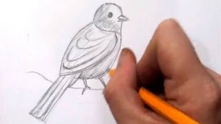 How To Draw a Bird - Real Time Quick Sketch