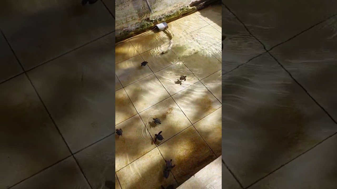 YouTube Short thumbnail