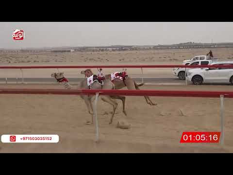  ش 12 (كرم) لـ سعيد سليم بالاسود العامري 2:08 , شارة الصندوق 2026/04/04 فطامين سويحان