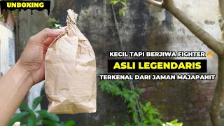 Download lagu LEGENDARY BIRD❗THE QUALITY OF ITS SOUND & FIGHTER IS NO LONGER DOUBTED 🔥 mp3