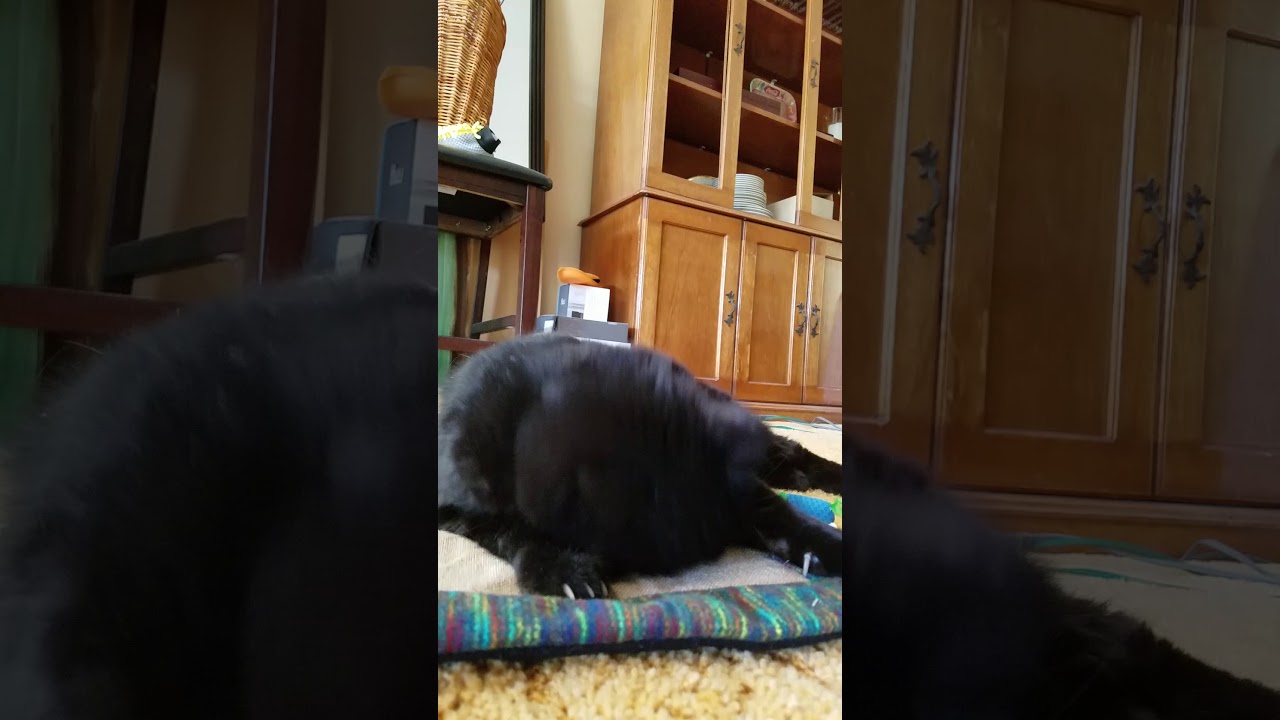 Watch video Middles new toy from Dee Now Middles new toy from Dee