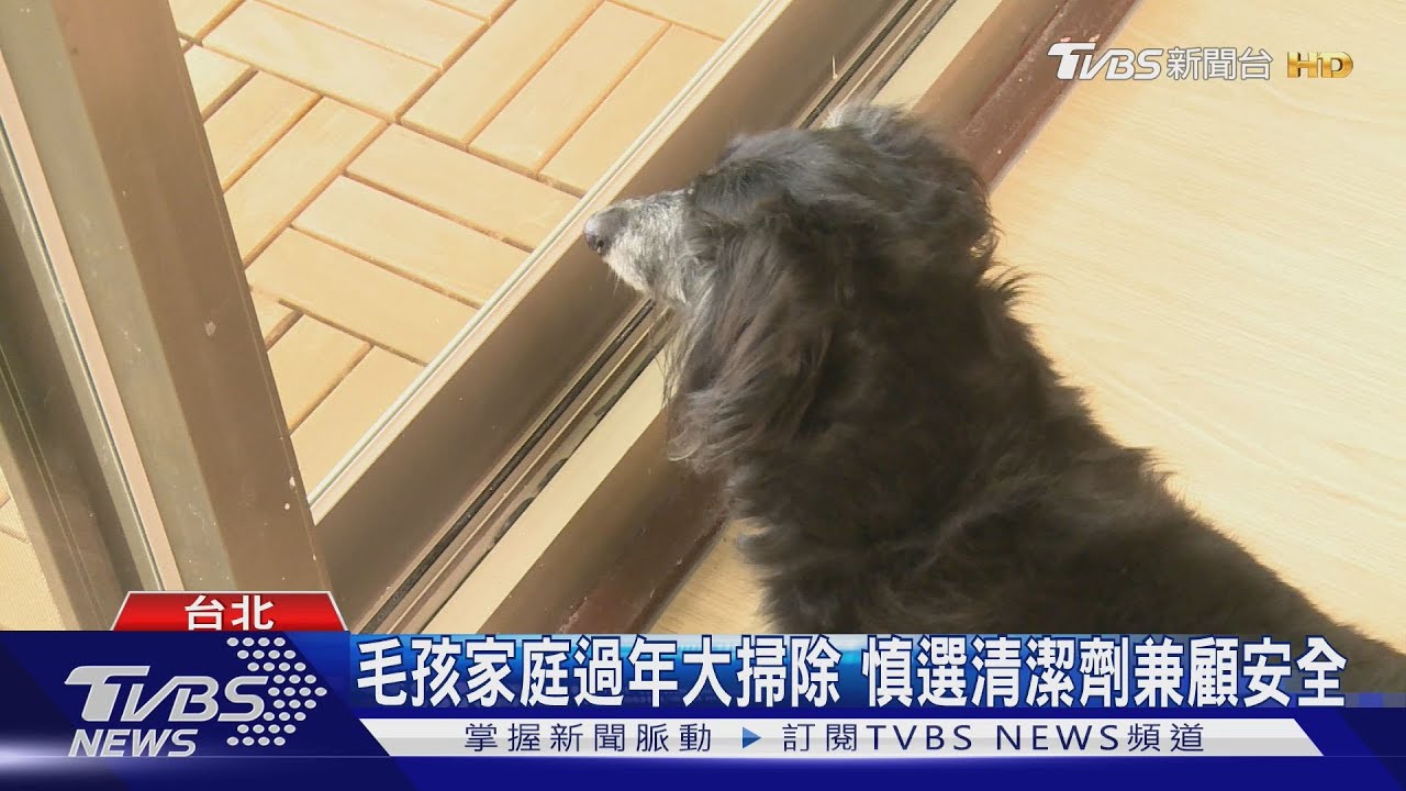 毛孩家庭過年大掃除!慎選清潔劑兼顧安全