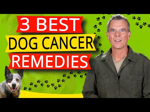 Natural Remedies For Cancer In Dogs (3 Home Remedies And Diet Options)