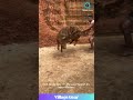 This Pig Said Adios Watch The Great Escape Epic Fail Pig Funnyanimals Failarmy Escape