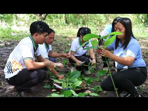 #𝗞𝗔𝗦𝗔𝗬𝗨𝗥𝗔𝗡 | COFFEE PRODUCTION | Steps in Coffee Clonal Propagation