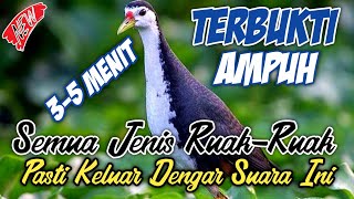 Download lagu Pikat ruak ruak paling ampuh mp3